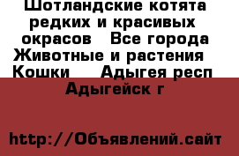 Шотландские котята редких и красивых  окрасов - Все города Животные и растения » Кошки   . Адыгея респ.,Адыгейск г.